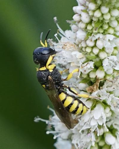 Lestica clypeata